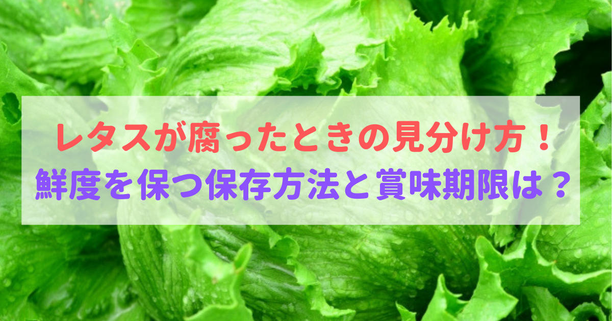 レタスが腐る状態の見分け方 鮮度を保つ保存方法と賞味期限は 食べいろナビ 野菜 果物の情報 野菜宅配 季節の食べ物
